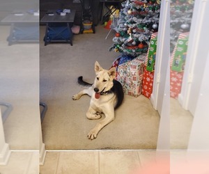 German Shepherd Dog Puppy for sale in BELLEVUE, NE, USA