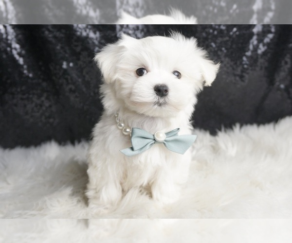 Medium Photo #12 Maltese Puppy For Sale in WARSAW, IN, USA