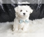Small Photo #12 Maltese Puppy For Sale in WARSAW, IN, USA