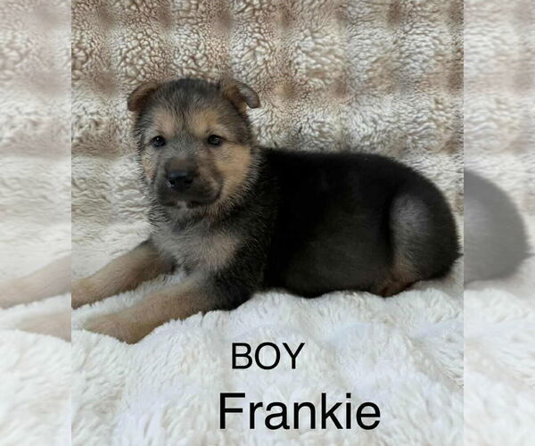 Medium Photo #1 Labrador Retriever-Unknown Mix Puppy For Sale in Princeton, MN, USA