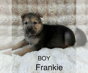 Labrador Retriever-Unknown Mix Dogs for adoption in Princeton, MN, USA