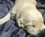 Small #1 Golden Retriever