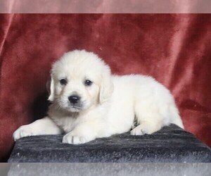 English Cream Golden Retriever Puppy for sale in FREDERICKSBG, OH, USA