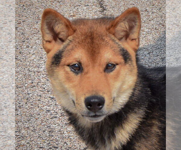 Medium Photo #5 Shiba Inu Puppy For Sale in Huntley, IL, USA