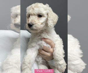 Goldendoodle Puppy for sale in PORTLAND, TN, USA