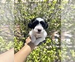 Small #3 Maltipoo