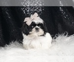 Small Photo #4 Shih Tzu Puppy For Sale in WARSAW, IN, USA