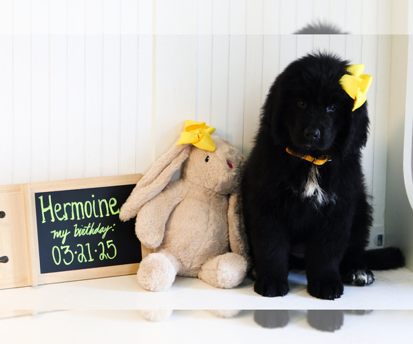 Medium Photo #16 Newfoundland Puppy For Sale in HENDERSONVILLE, NC, USA