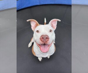American Pit Bull Terrier-Unknown Mix Dogs for adoption in Oakhurst, NJ, USA
