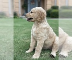 Small Photo #5 Goldendoodle Puppy For Sale in FORT WORTH, TX, USA
