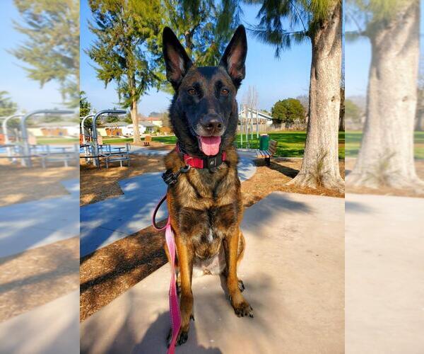 Medium Photo #4 Mutt Puppy For Sale in Imlay City, MI, USA