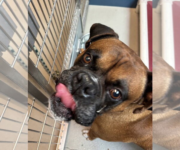 Medium Photo #4 Boxer Puppy For Sale in Stanwood, WA, USA