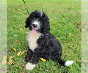 Bernedoodle Puppy for sale in COSHOCTON, OH, USA