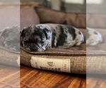Small Photo #472 French Bulldog Puppy For Sale in CERES, CA, USA