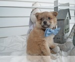 Small Photo #1 Pomeranian Puppy For Sale in HONEY BROOK, PA, USA