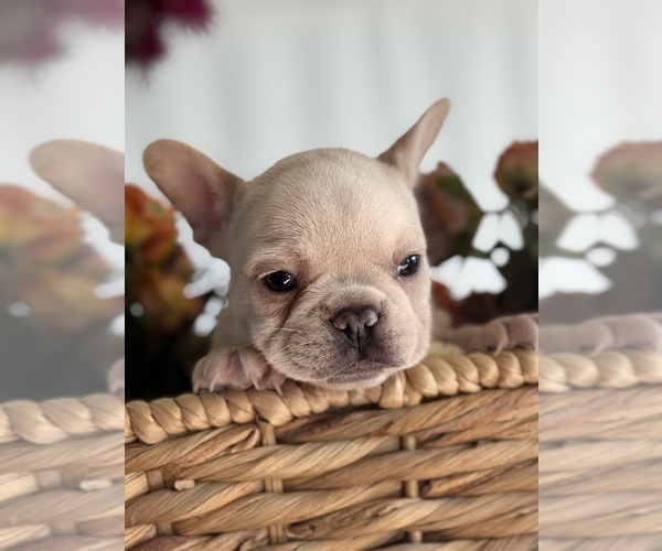 Medium Photo #1 French Bulldog Puppy For Sale in BILLINGS, MT, USA