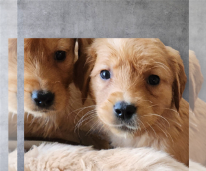 Golden Retriever Puppy for sale in BATH, NY, USA