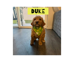 Small #15 Goldendoodle mix (+ Poodle Standard)