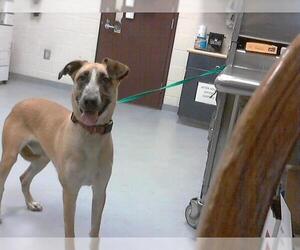 German Shepherd Dog-Unknown Mix Dogs for adoption in Fayetteville, NC, USA