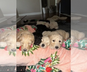 Double Doodle Puppy for sale in SOUTHPORT, NC, USA