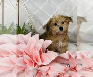 Yo-Chon Puppy for sale in CINCINNATI, OH, USA