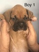 Small Photo #10 Boxer Puppy For Sale in HORSE CAVE, KY, USA