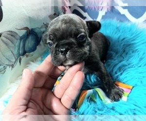 French Bulldog Puppy for sale in CARTHAGE, TX, USA