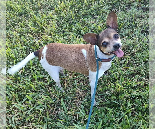 Medium Photo #2 Chihuahua-Unknown Mix Puppy For Sale in New York, NY, USA