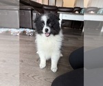 Image preview for Ad Listing. Nickname: Domino