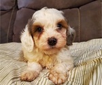 Small #22 Bernedoodle (Miniature)