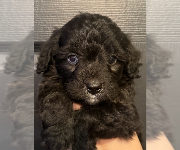 Medium Photo #31 Aussiedoodle Miniature  Puppy For Sale in MENIFEE, CA, USA