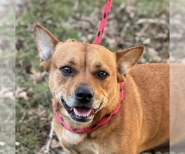 Medium Photo #1 Mutt Puppy For Sale in Yardley, PA, USA