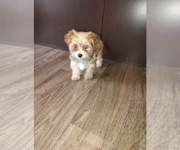 Medium Photo #4 Maltese Puppy For Sale in LAPEER, MI, USA