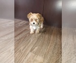 Small Photo #4 Maltese Puppy For Sale in LAPEER, MI, USA