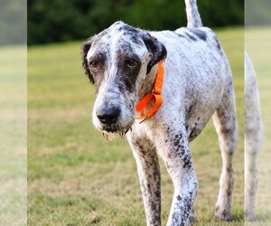 Lynard - Male Great Dane-Poodle (Standard) Mix Dog for Adoption - Photo #4