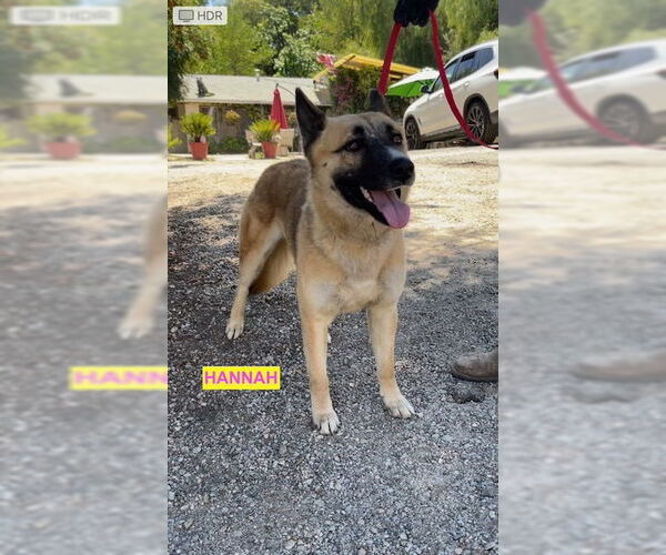 Medium Photo #2 Mutt Puppy For Sale in Woodland Hills, CA, USA