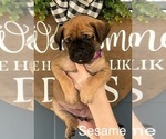 Small Photo #2 Mastiff Puppy For Sale in LOGANVILLE, GA, USA
