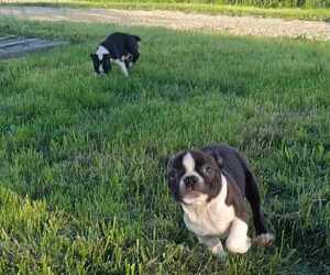 Boston Terrier Puppy for sale in BETHANY, MO, USA