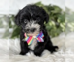 Small #15 Morkie