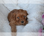 Small #2 Cavapoo