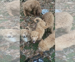 Goldendoodle Puppy for sale in PASADENA, MD, USA