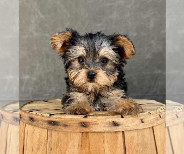 Medium Photo #8 Yorkshire Terrier Puppy For Sale in OCALA, FL, USA