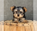 Small #7 Yorkshire Terrier
