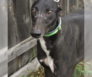 Greyhound Dogs for adoption in Grandville, MI, USA