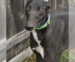 Small Greyhound