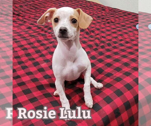 Medium Photo #14 Chiweenie Puppy For Sale in San Antonio, TX, USA