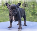 Small #2 French Bulldog