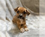 Small Photo #2 Mutt Puppy For Sale in Plainfield, IL, USA
