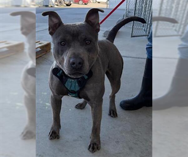 Medium Photo #1 Mutt Puppy For Sale in Bakersfield, CA, USA