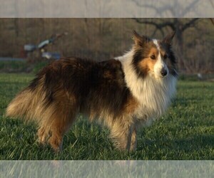 Father of the Shetland Sheepdog puppies born on 03/31/2023